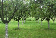 pensiunea_andreea_09